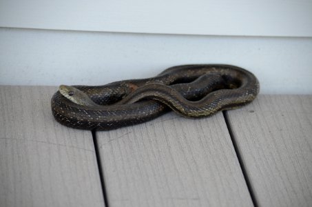 One black rat snake taking a timeout on the porch of the Bodie Island Coast Guard Station photo