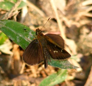 Vindhyan Bob - Arnetta vindhiana photo