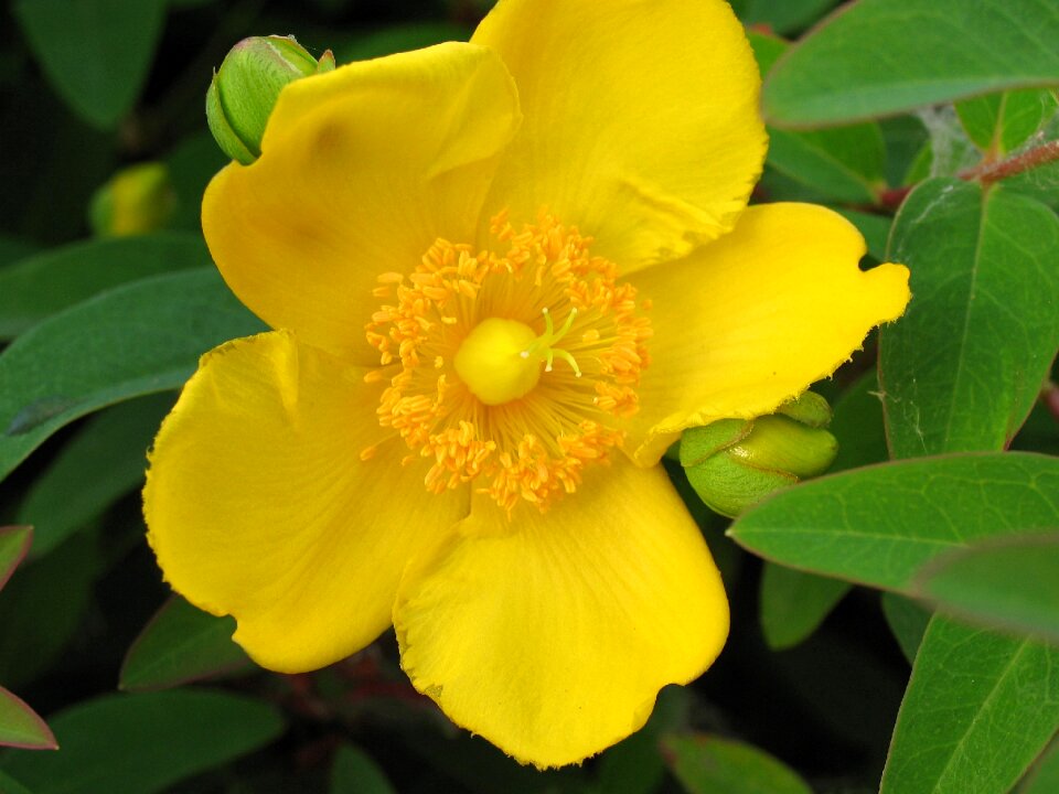 Flower garden plant horticulture