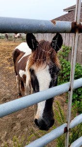 Lindeza, Ocracoke pony