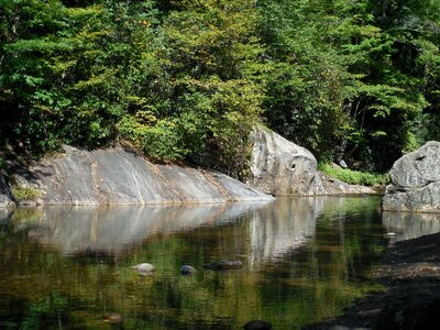 Nature water forest photo