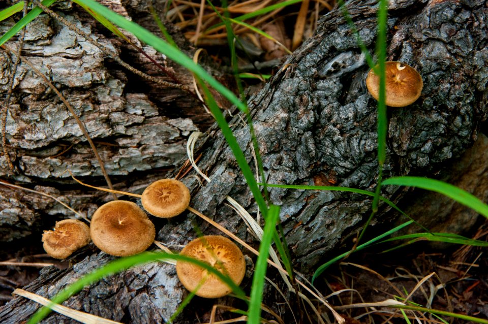 Little L.O. Trail No. 6