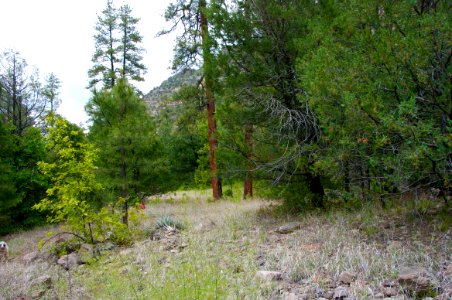 Little L.O. Trail No. 6