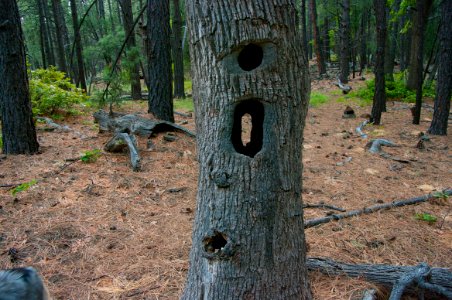 Kelsey Trail No. 3