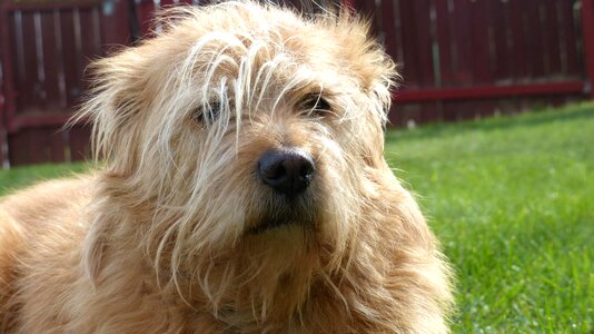 Pound puppy furry face