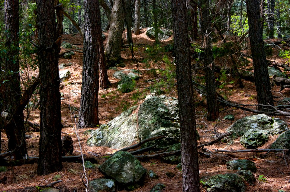 Kelsey Trail No. 3