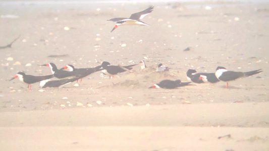 Black skimmers setting up their nesting colony on South Point photo