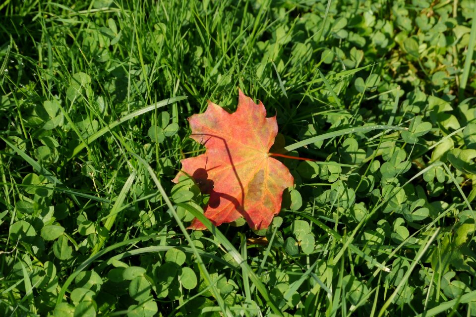 Autumn leaf closeup greens