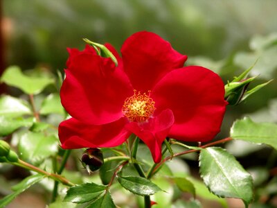 Red blossom plant photo
