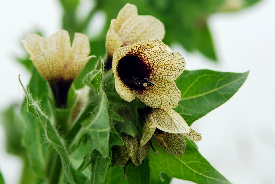 Hyoscyamus niger