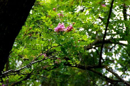 Little L.O. Trail No. 6