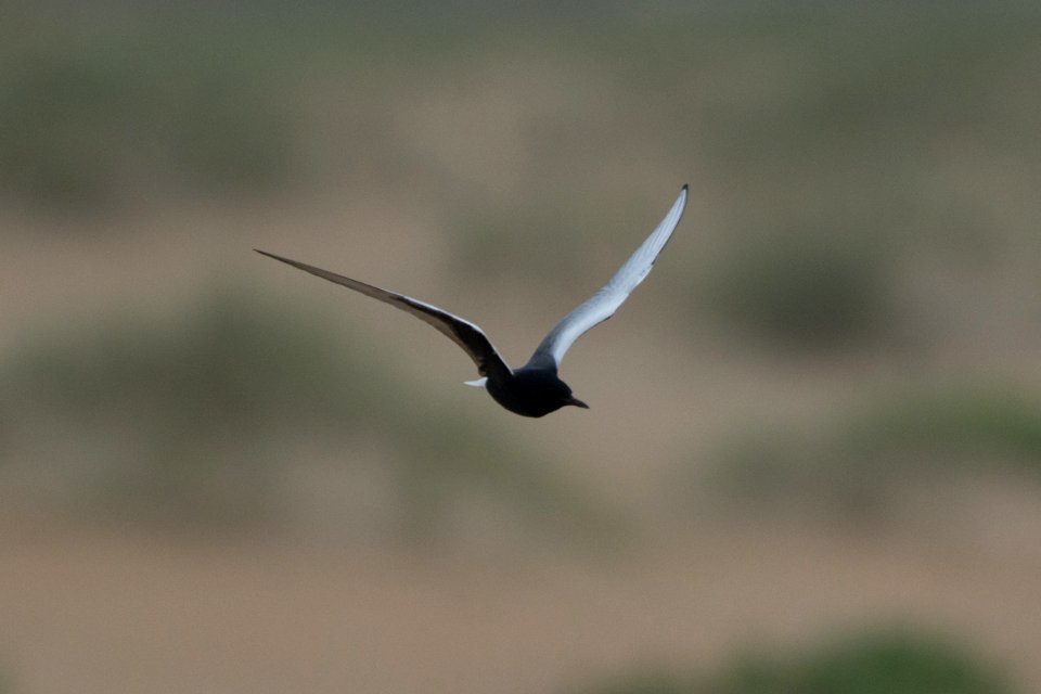 White-winged tern spotted near Ramp 44 in Buxton