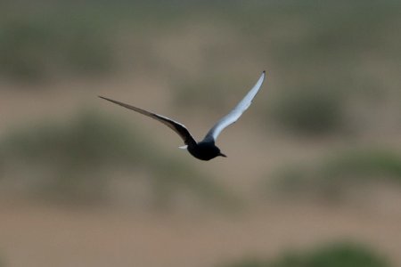 White-winged tern spotted near Ramp 44 in Buxton