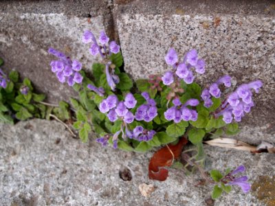 20130417 155616-P4172291