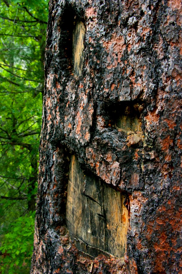 Little L.O. Trail No. 6