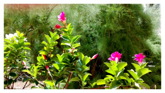 Fleurs de jardinière sur fond de tamaris