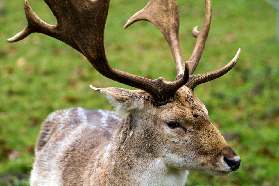 Hirsch fallow deer forest