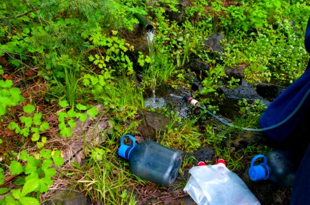 Dorsey Spring