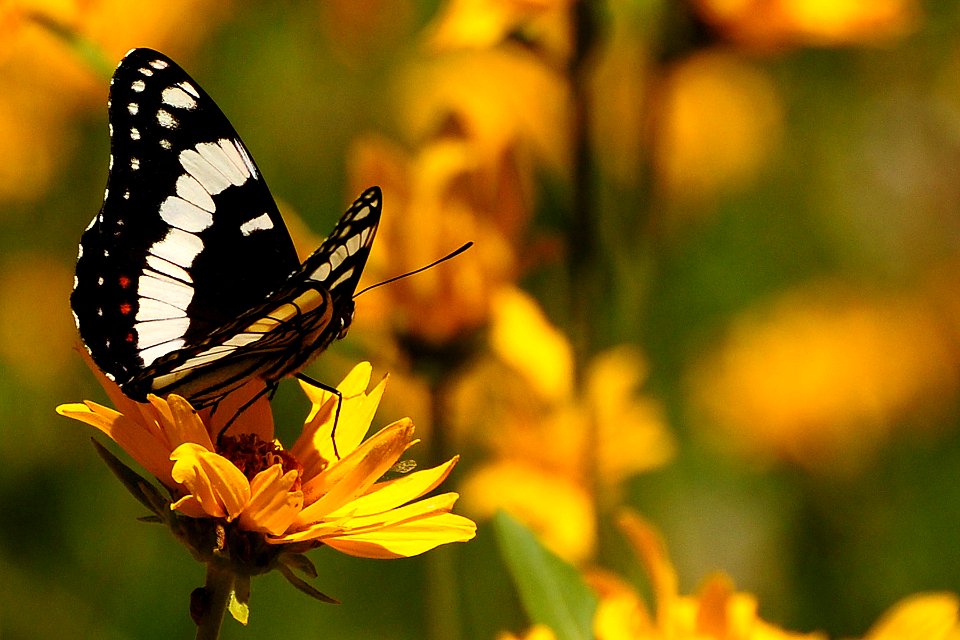Flutterby