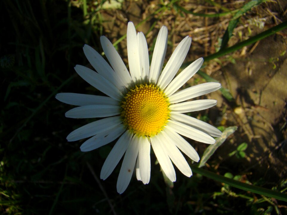 Midsummer nature white