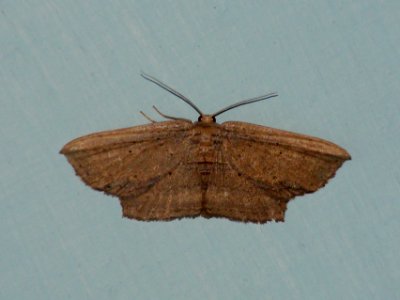 Drepanidae; Phalacra sp.
