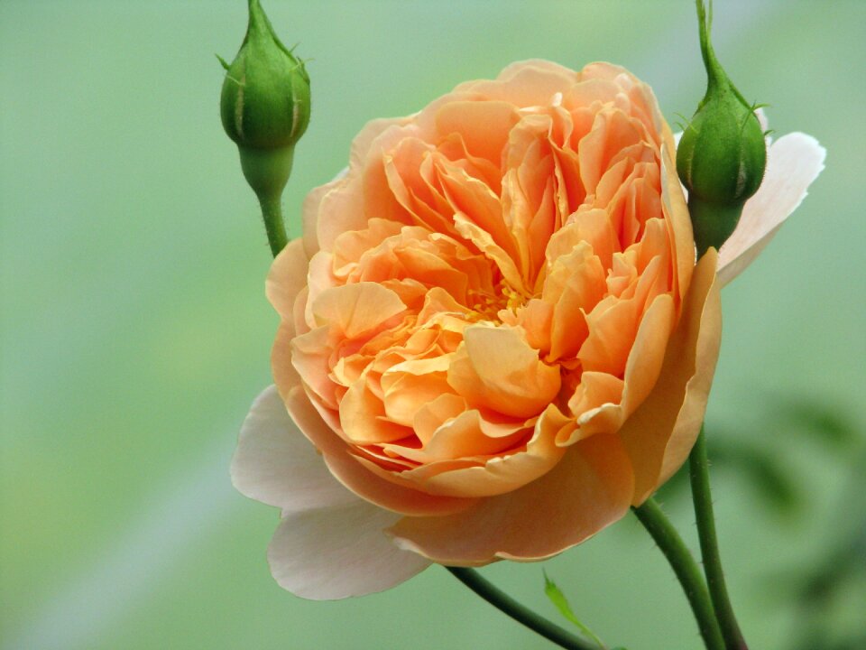 Apricot shrub garden