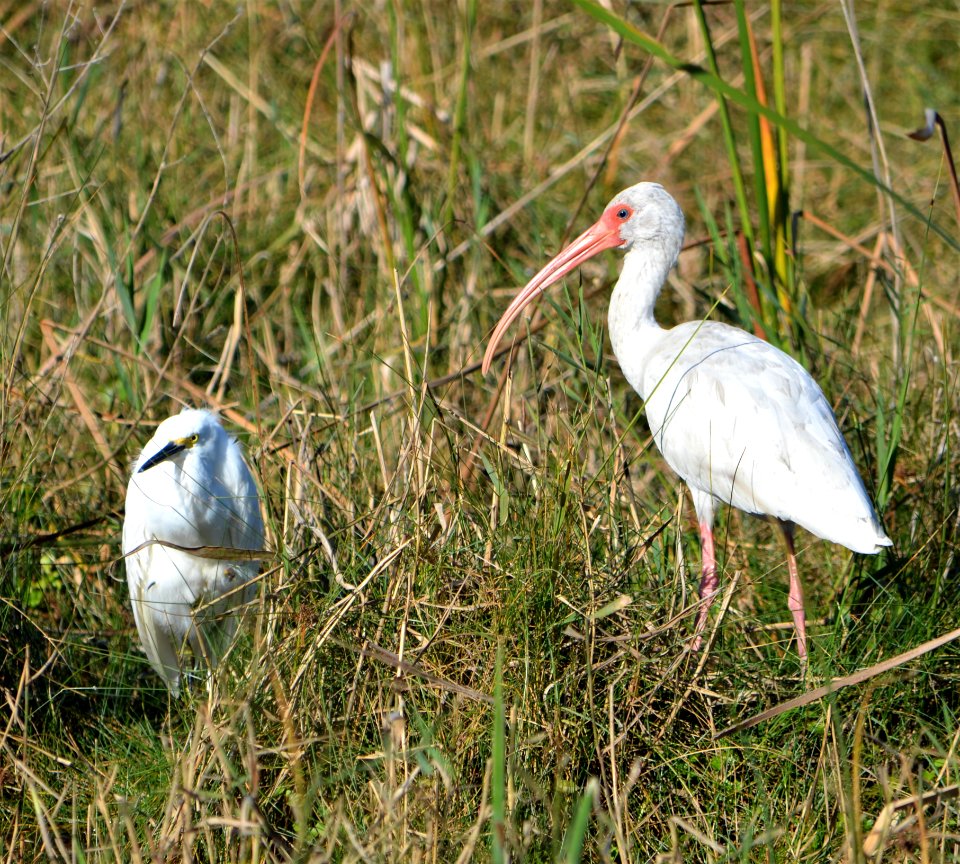 White Ibis and Snowy Egret on Ramp 72