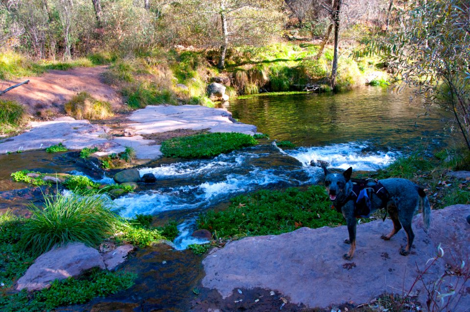 Fossil Springs Wilderness: Springs Area
