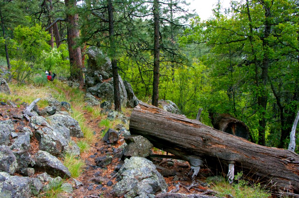 Kelsey Trail No. 3