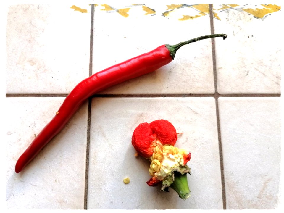 St Valentin : Le poivron amoureux