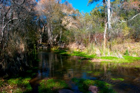 Fossil Springs Wilderness: Springs Area