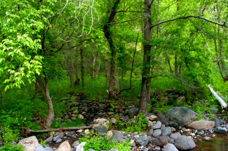 Little L.O. Trail No. 6