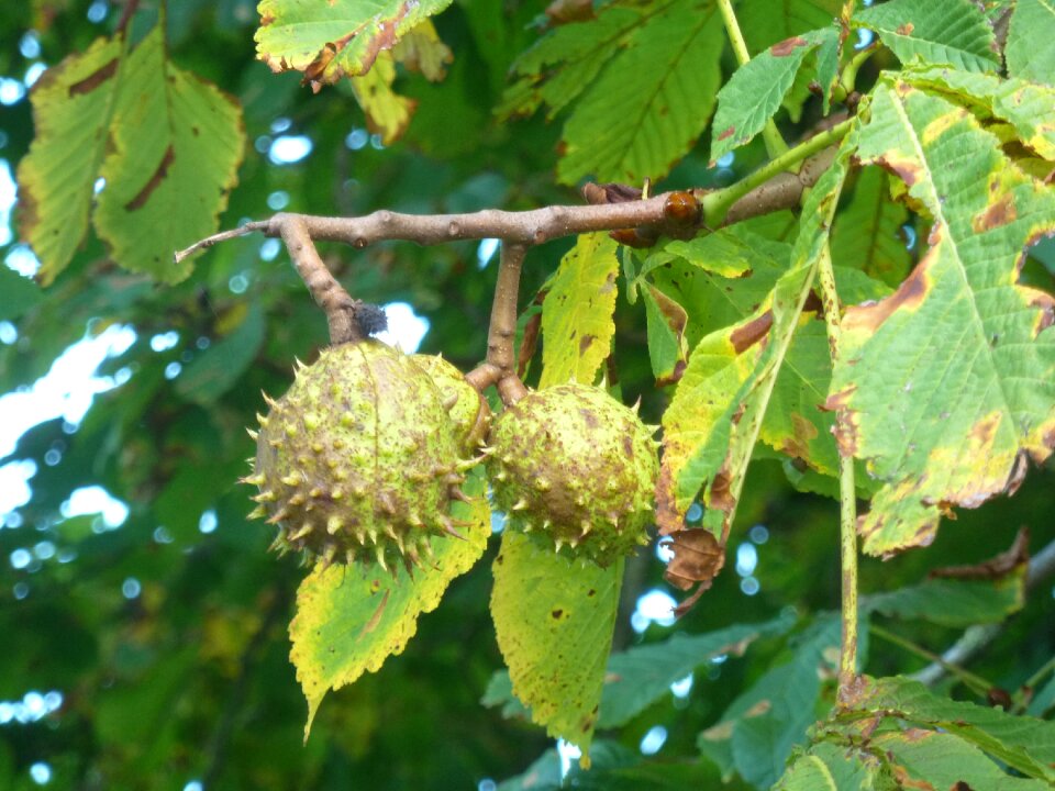 Prickly fruit seeds