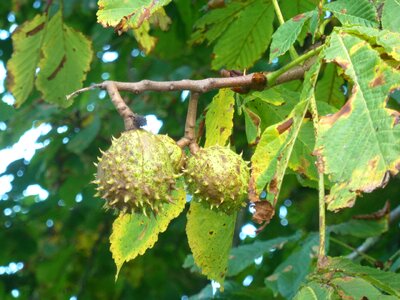 Prickly fruit seeds photo