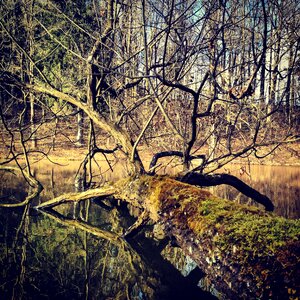 Moss water fallen tree