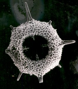 Plankton fossil paleontology photo