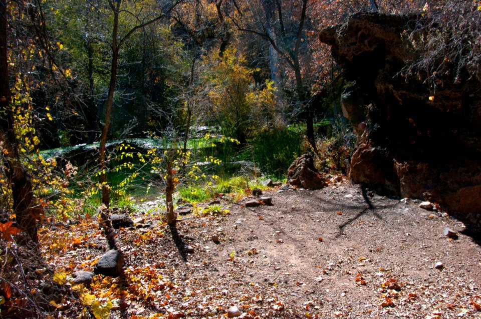 Fossil Springs Wilderness: Springs Area