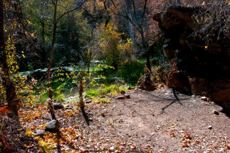 Fossil Springs Wilderness: Springs Area