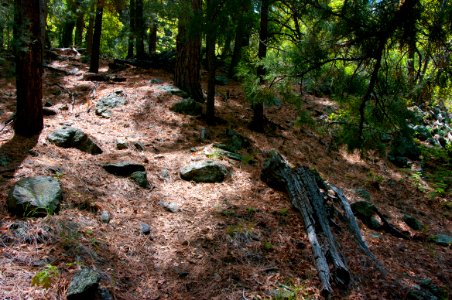 Dorsey Trail No. 7