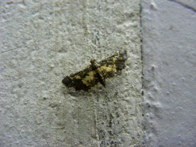 Eurrhyparodes bracteolalis, Crambidae, Spilomelinae