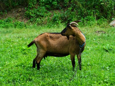 Brown goat farm animals bearded