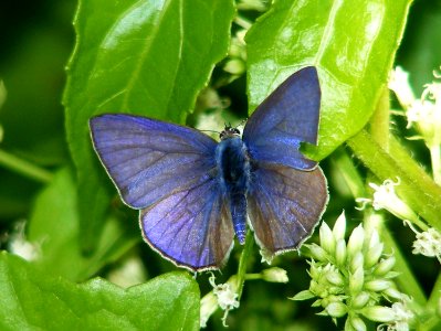 Pointed Ciliate Blue (Anthene lycaenina) male photo