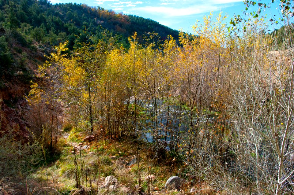 Fossil Springs Wilderness: Springs Area
