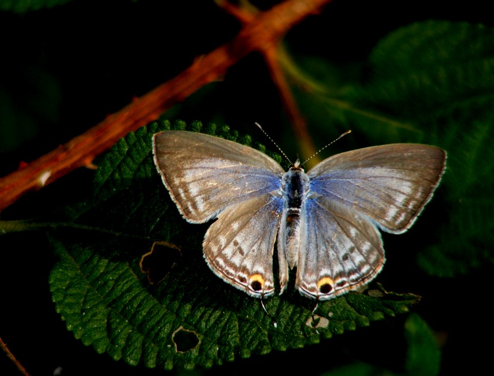 Forget-me-not Catachrysops strabo