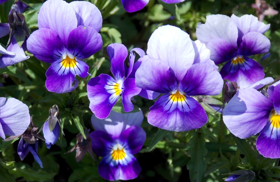 Nature pansy violet