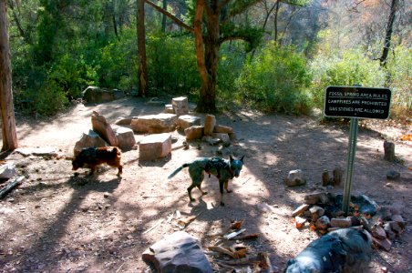 Fossil Springs Wilderness: Springs Area