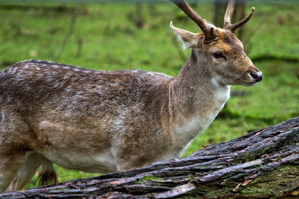Fallow deer hirsch forest