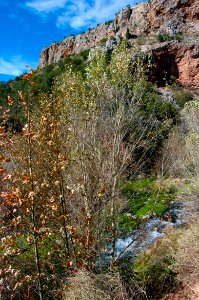 Fossil Springs Wilderness: Springs Area