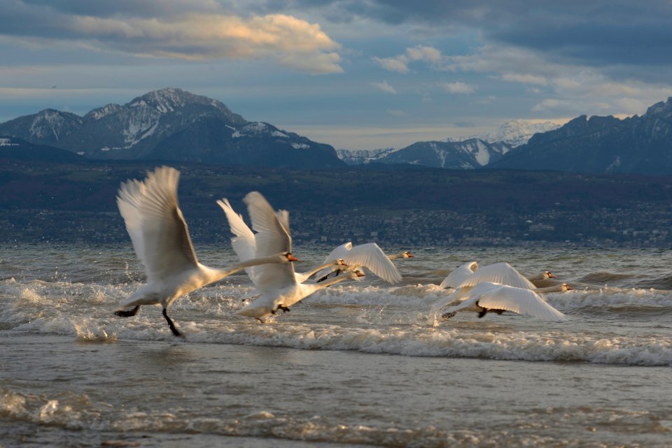 Cygnes du lac Léman
