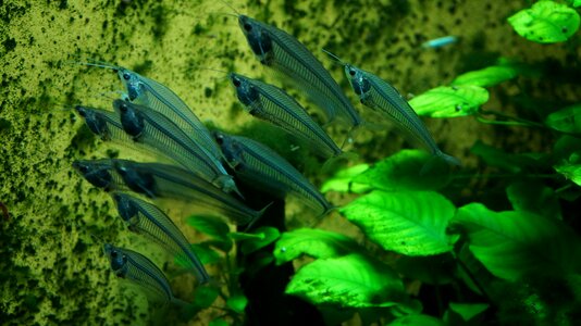 Underwater fishtank aquarium photo